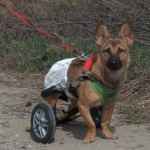 Sparki