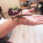 SAMSUNG DIGITAL CAMERA