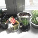 SAMSUNG DIGITAL CAMERA