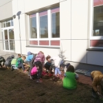 2_Sadzenie-cebulek-żonkili