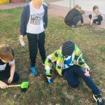 Pola Nadziei – sadzimy cebulki żonkili …