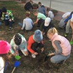 Pola Nadziei – sadzimy cebulki żonkili